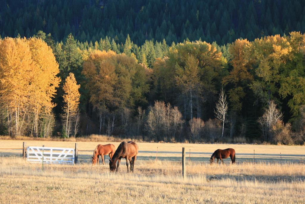 Cedar Mountain Farm Bed And Breakfast Llc Athol Exteriör bild