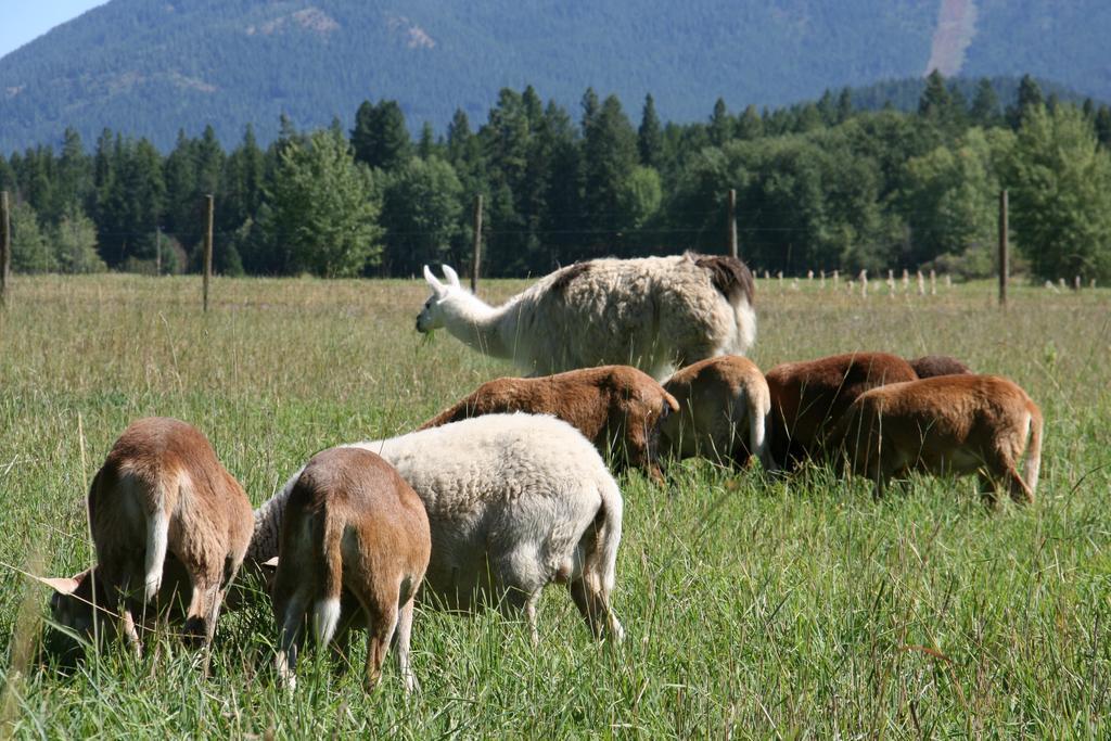Cedar Mountain Farm Bed And Breakfast Llc Athol Exteriör bild
